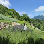 Lavanda e muretti in pietra a secco nei dintorni di Ormea - Foto archivio Cooperativa di comunità La volpe e il mirtillo